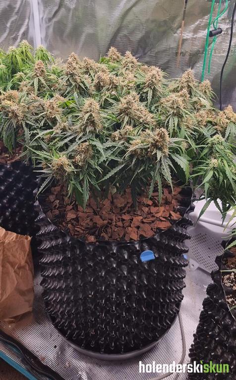 auto jack herer