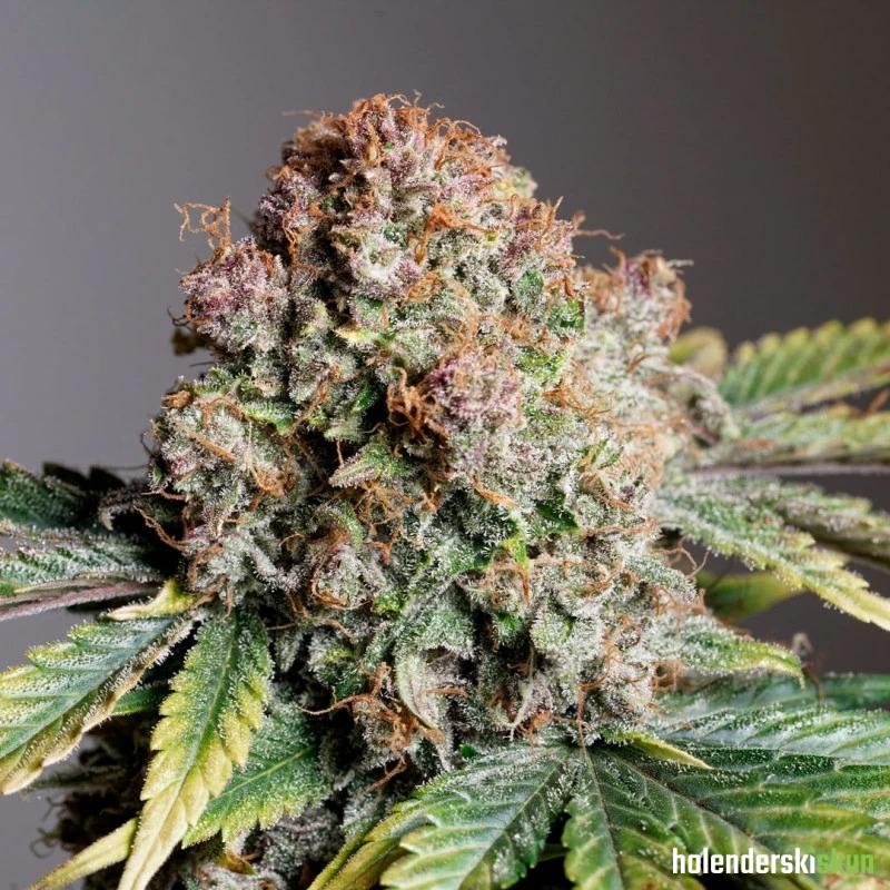 auto strawberry soda