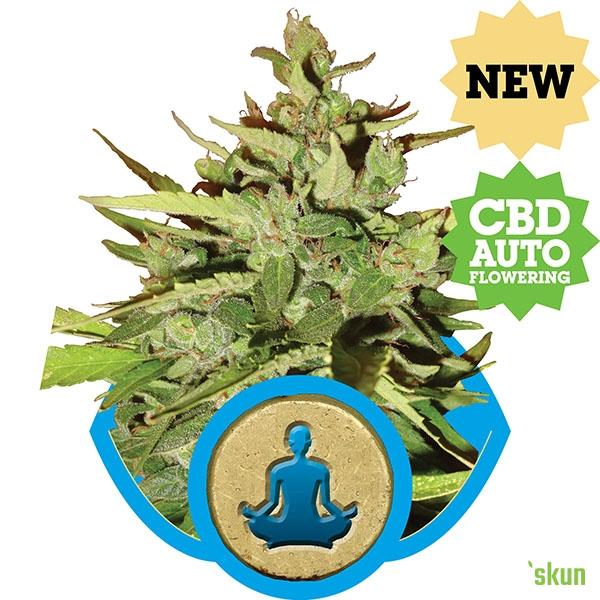 auto stress killer cbd