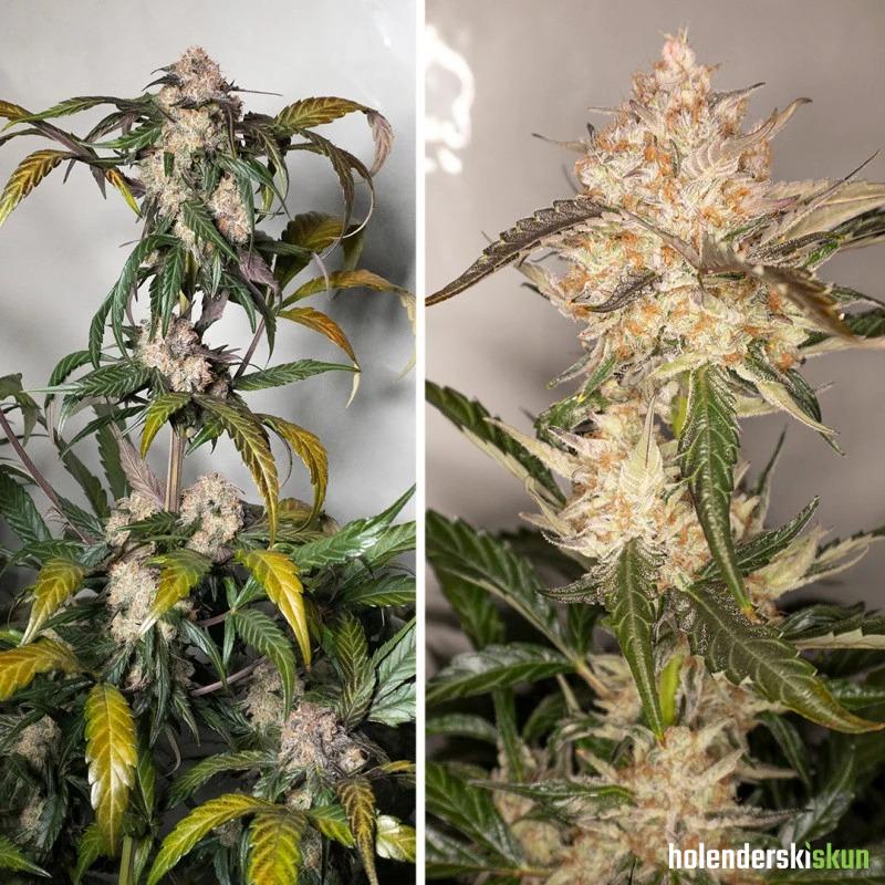 auto trichome & cream