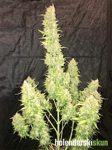 auto white widow