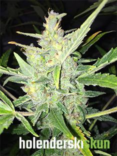 auto white widow x big bud