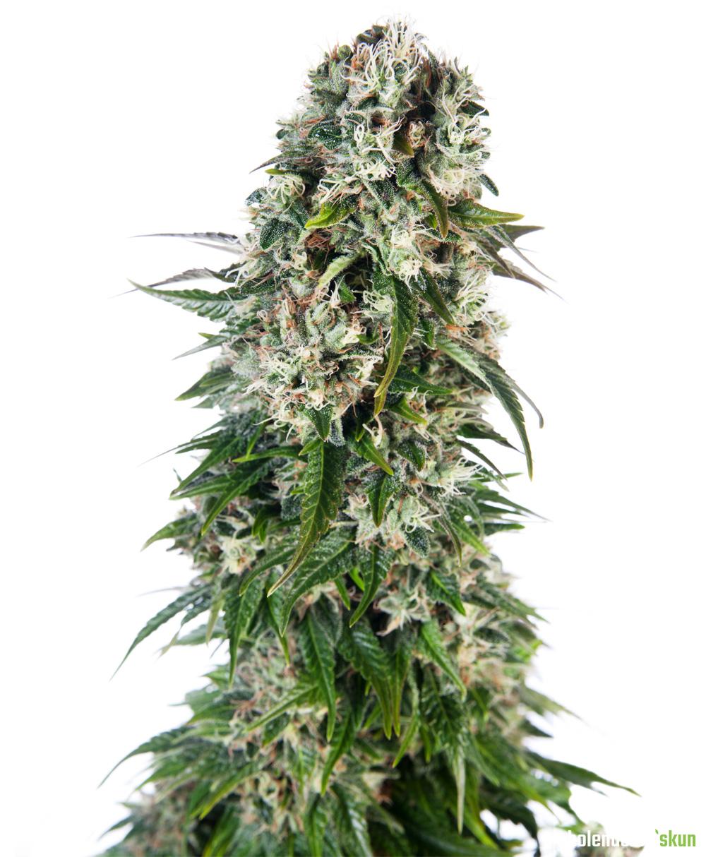 big bud auto