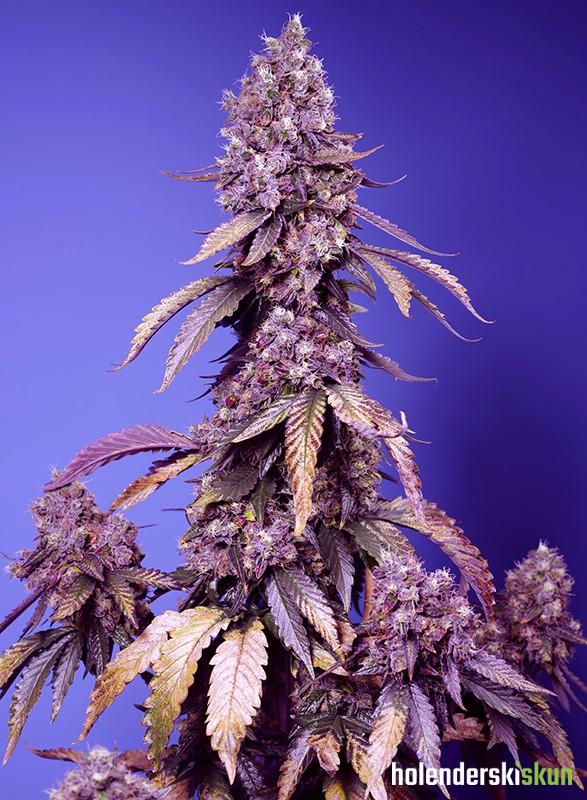 black muffin f1 fast version®