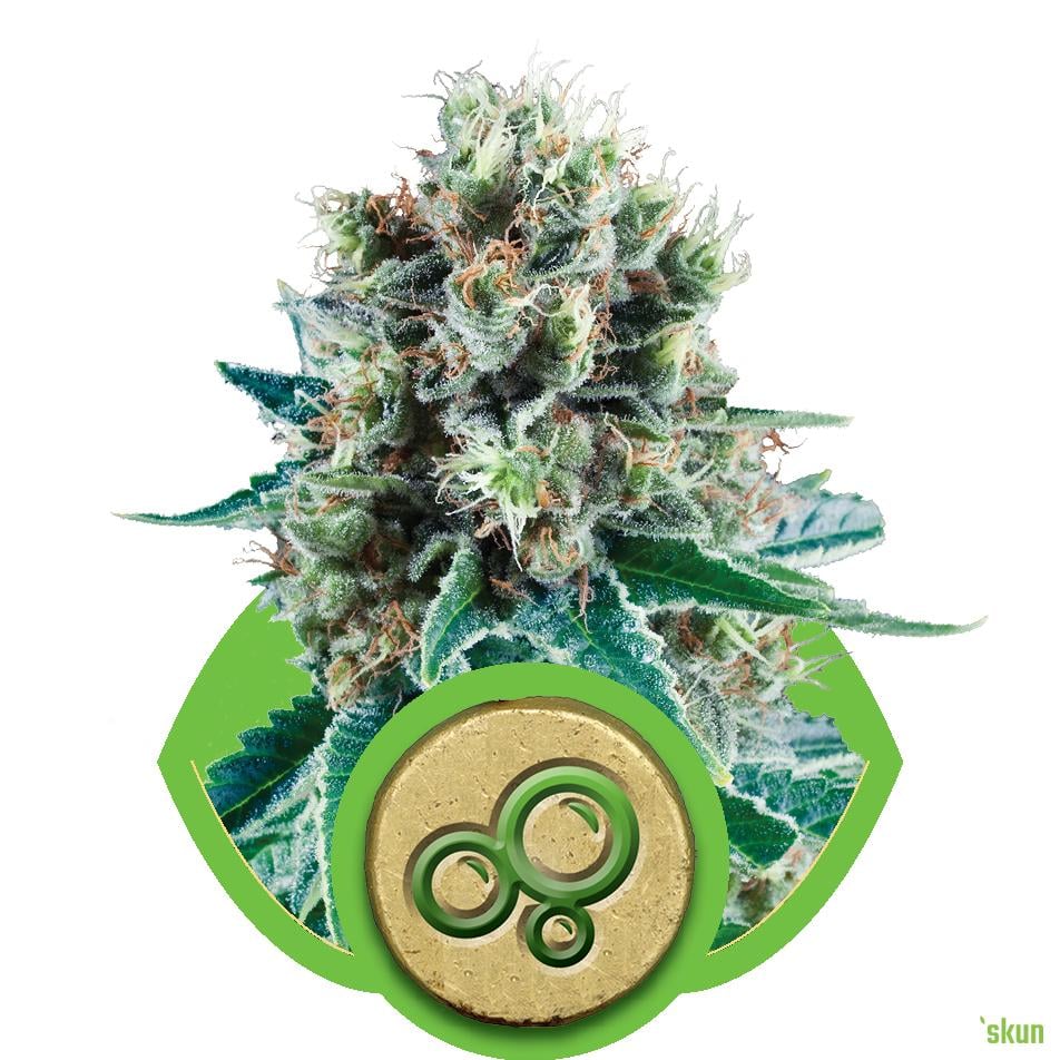 bubble kush automatic