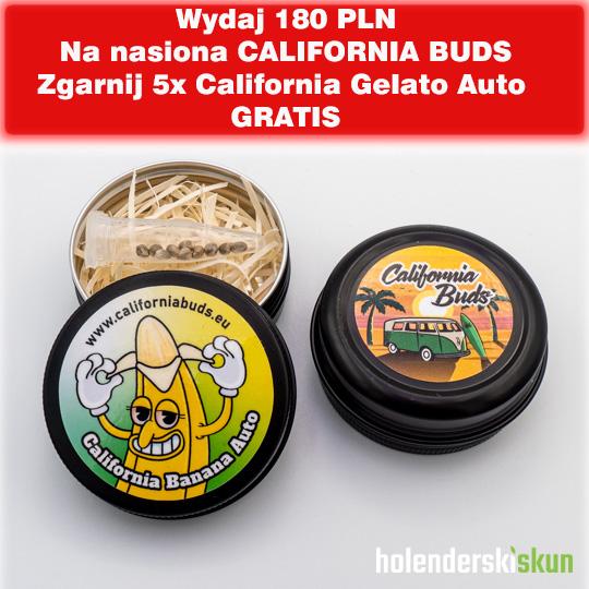 california banana auto