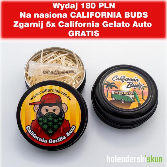 california gorilla auto