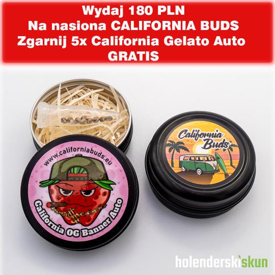 california og banner auto