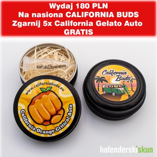 california orange critical auto