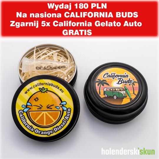 california orange diesel auto