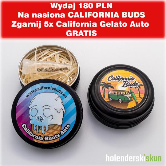 california runtz auto