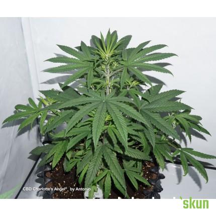 cbd charlottes angel