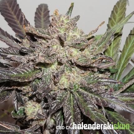 cbd charlottes angel