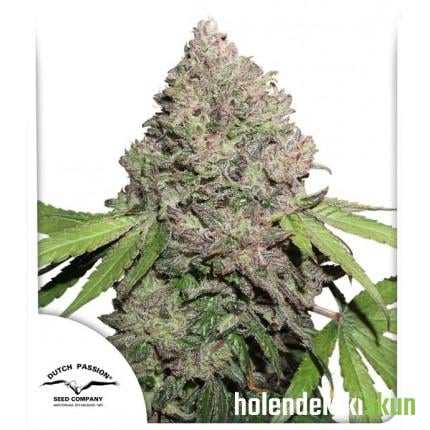 cbd charlottes angel