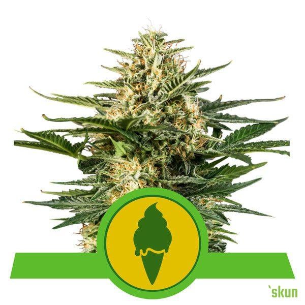 green gelato auto