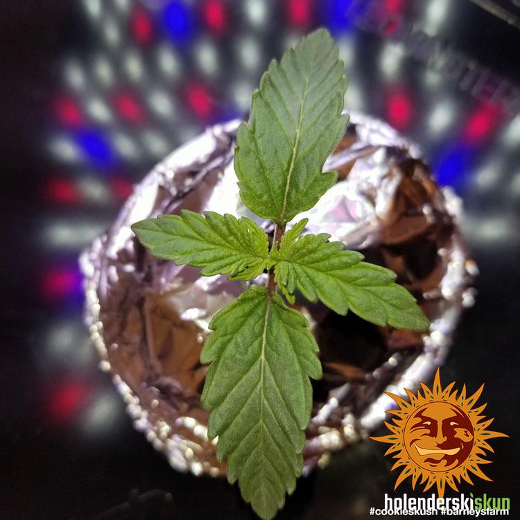 cookies kush™