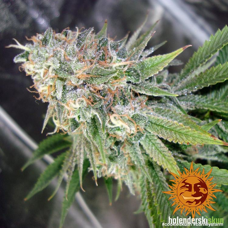 cookies kush™