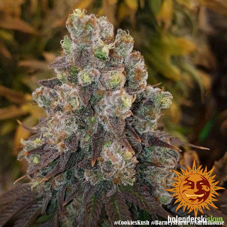 cookies kush™