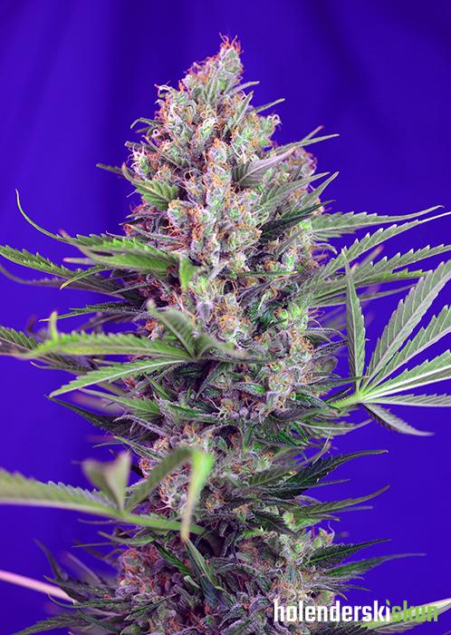 cream mandarine f1 fast version