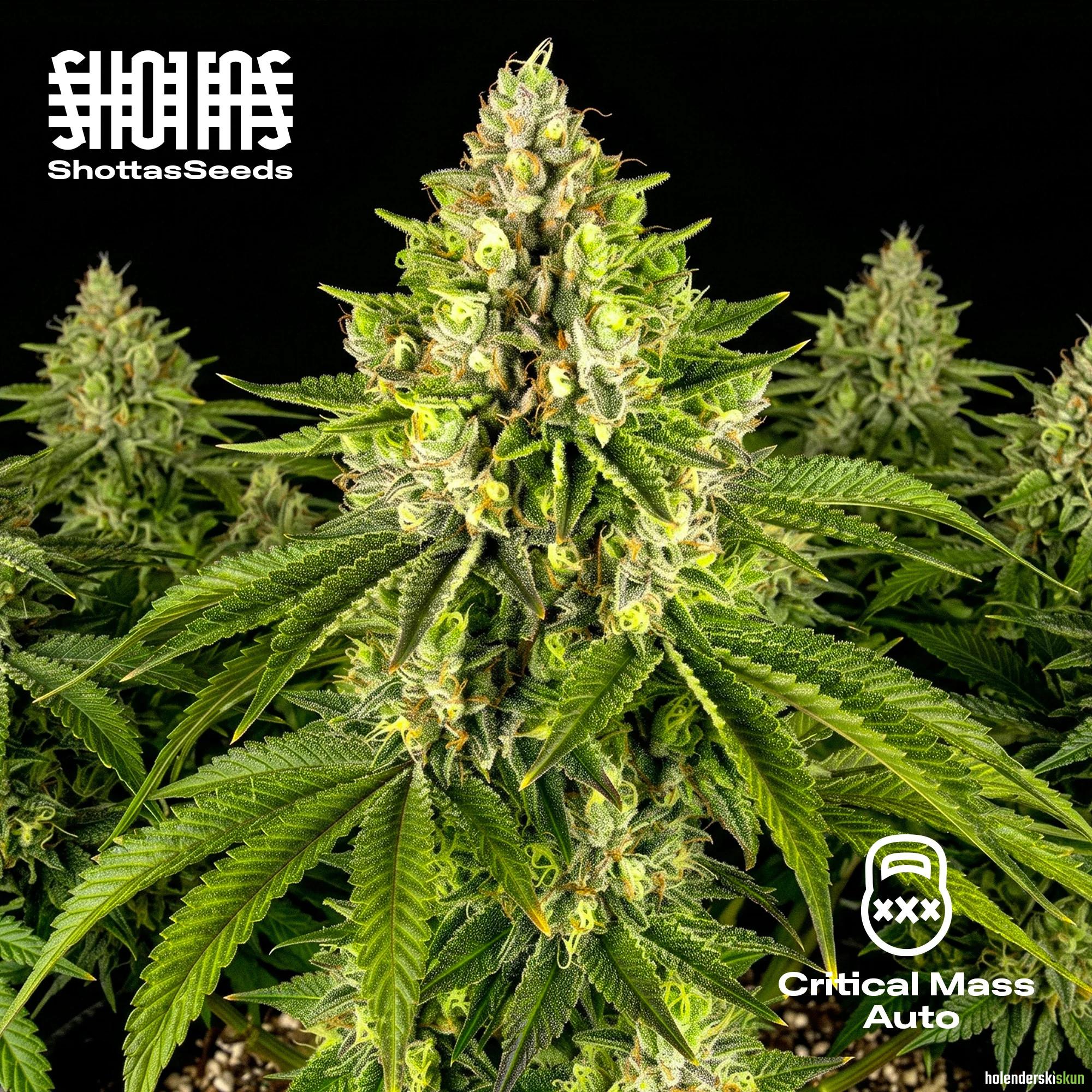 critical mass auto