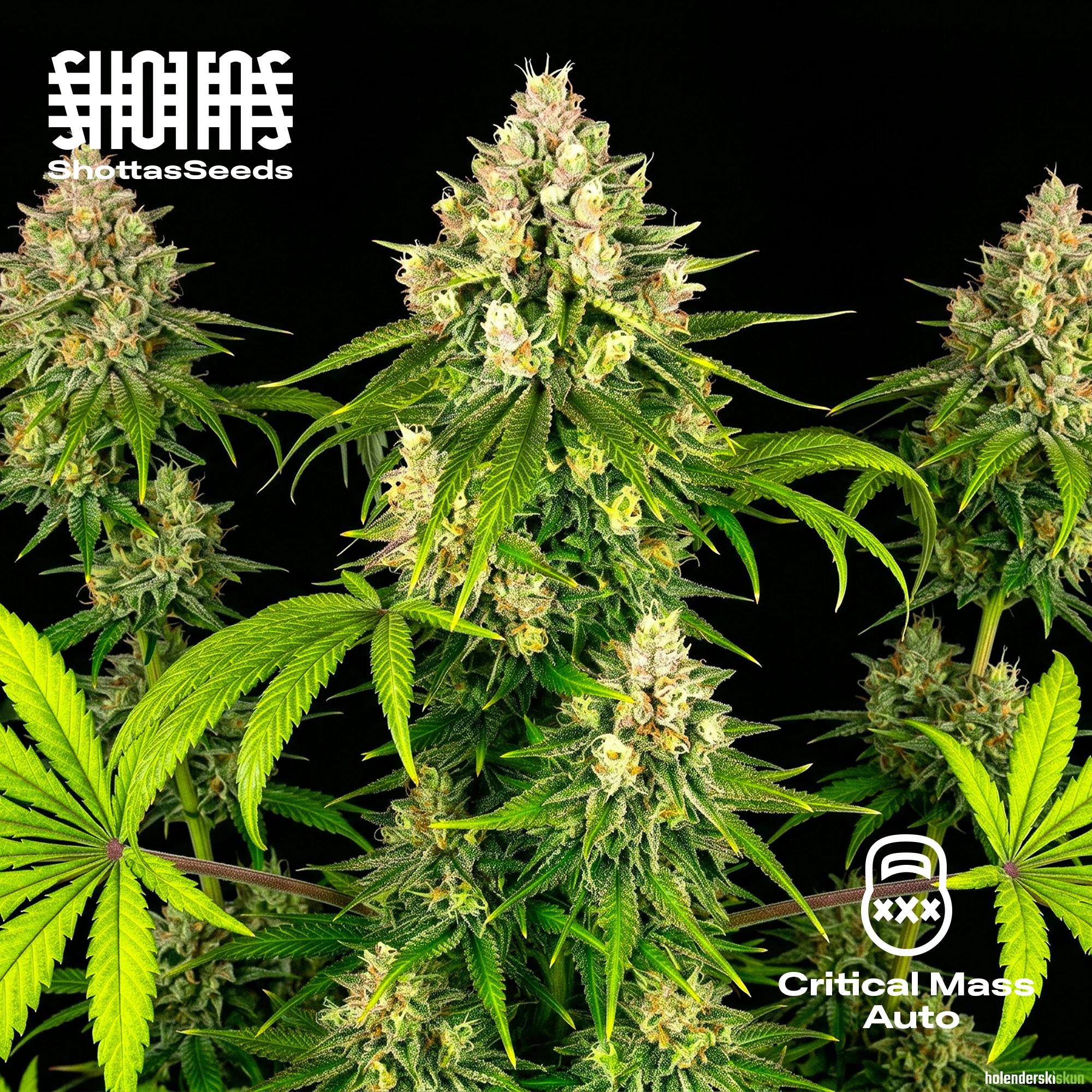 critical mass auto