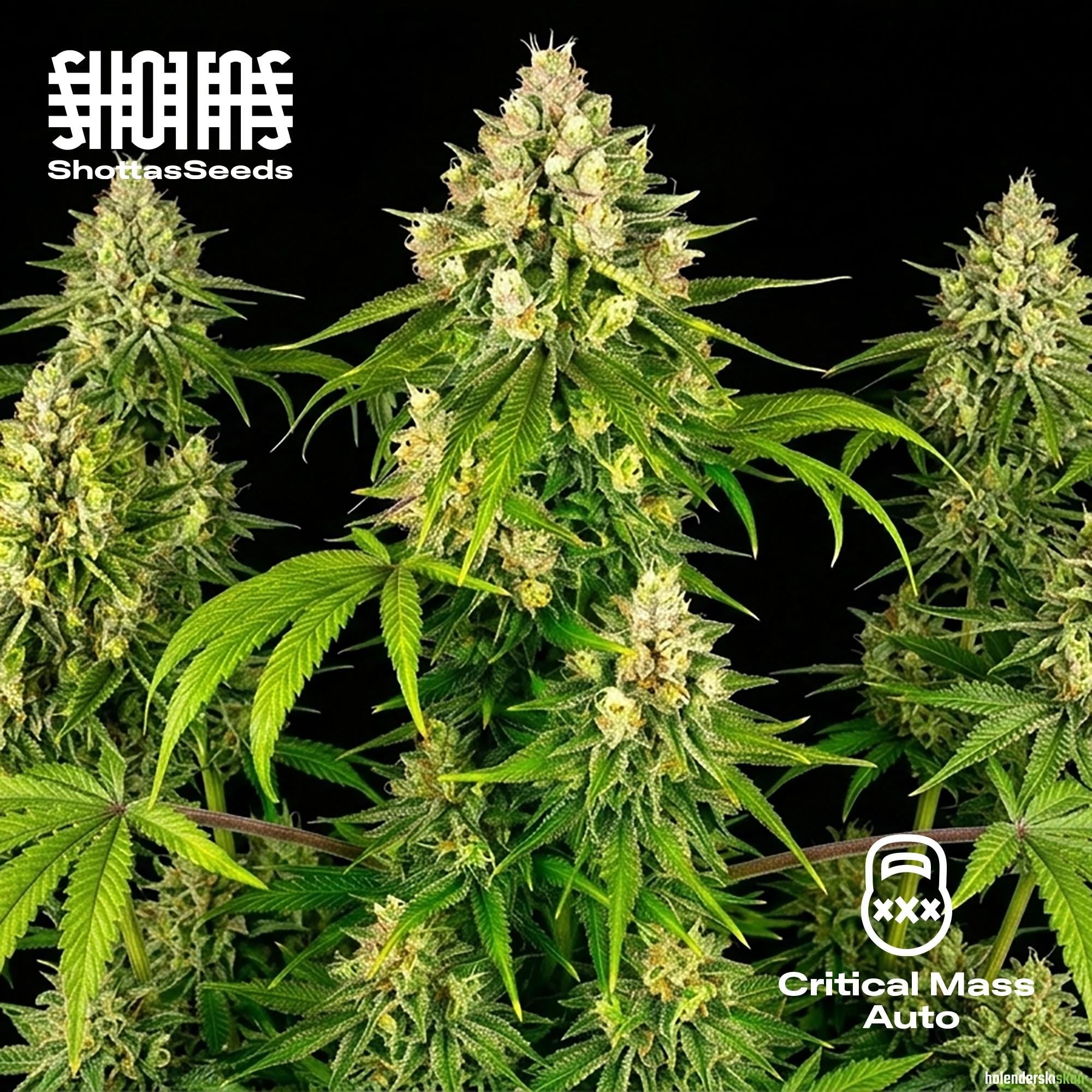 critical mass auto
