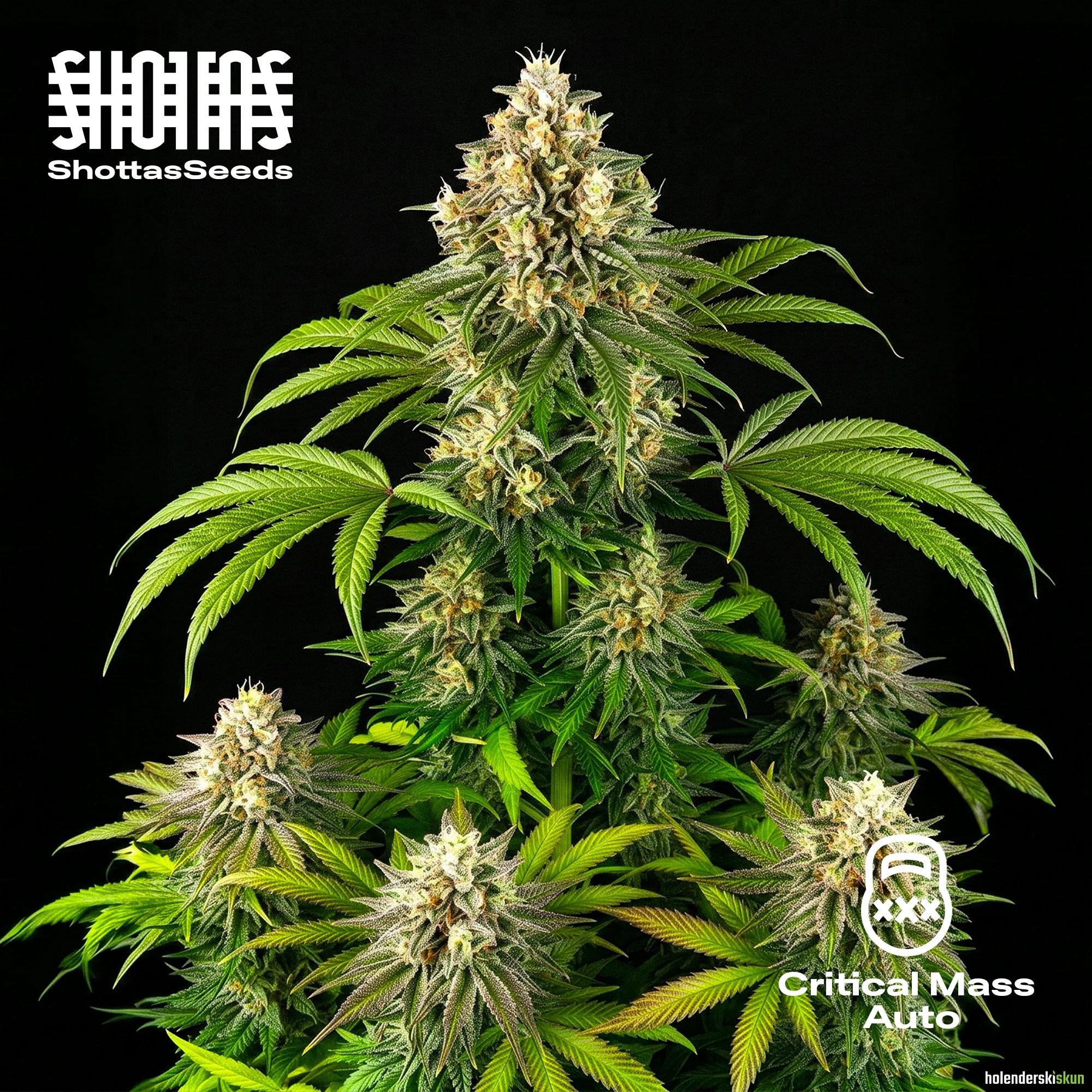 critical mass auto