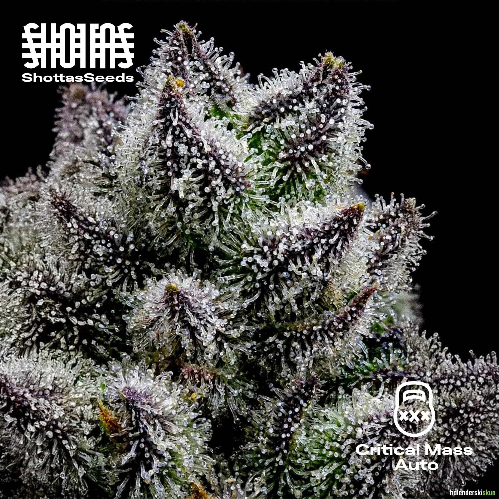 critical mass auto