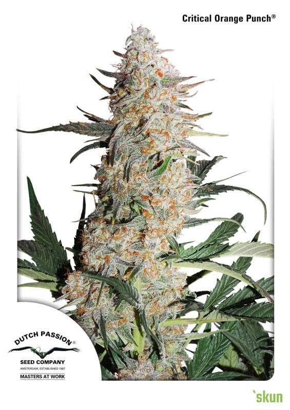 crit orange punch