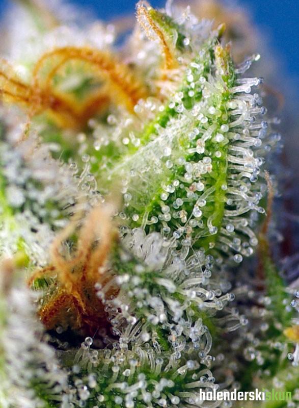 crystal candy f1 fast version®