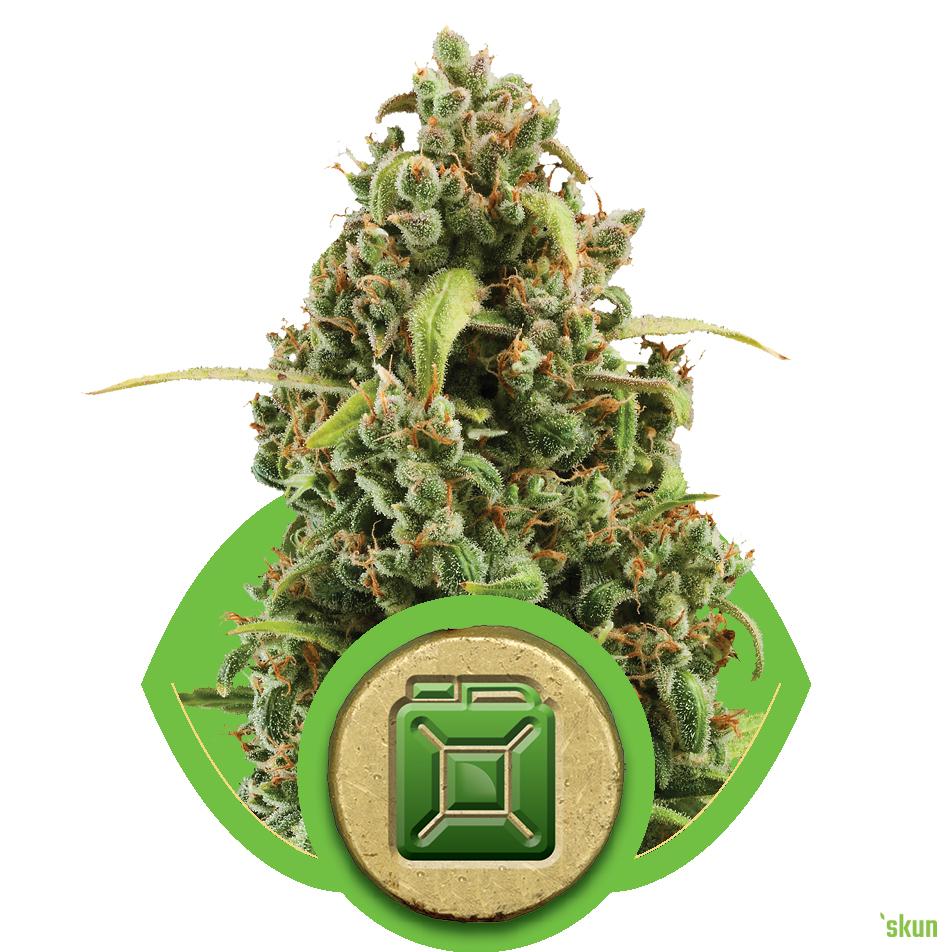 diesel auto