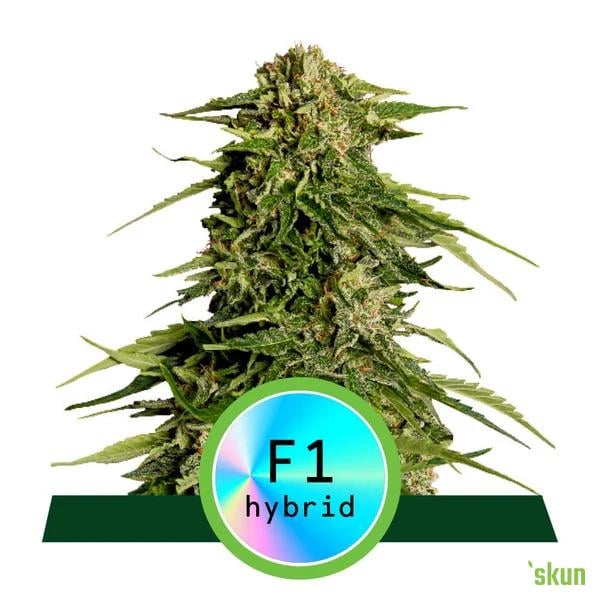 epsilon f1