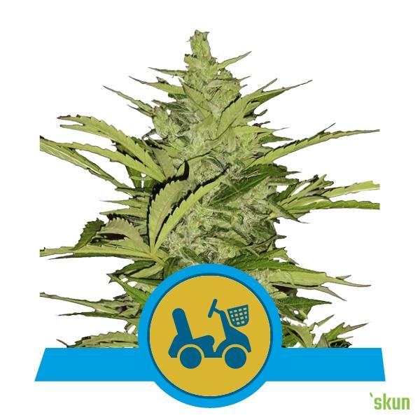 fast eddy cbd auto