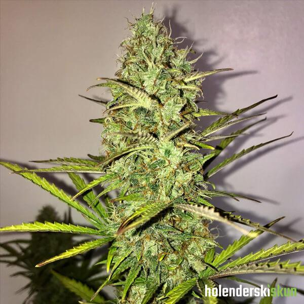 fast eddy cbd auto