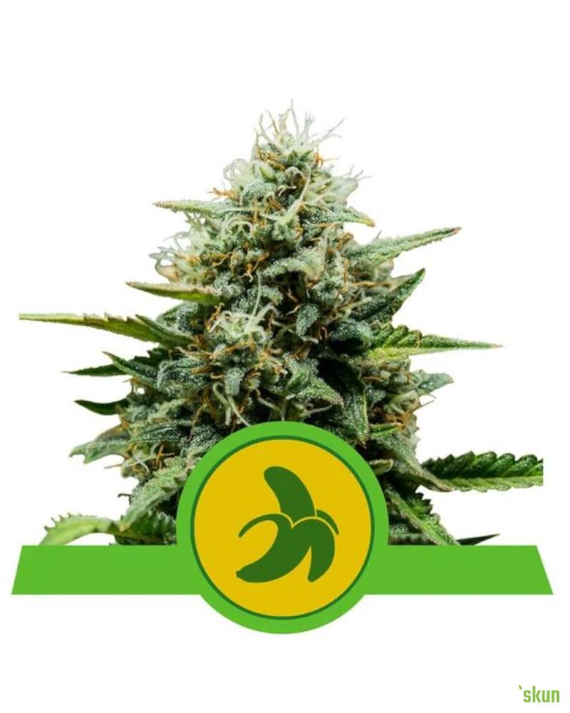 fat banana auto