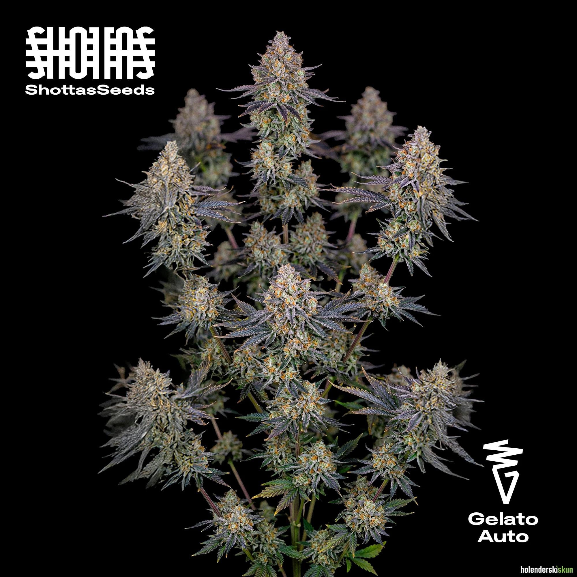 gelato auto