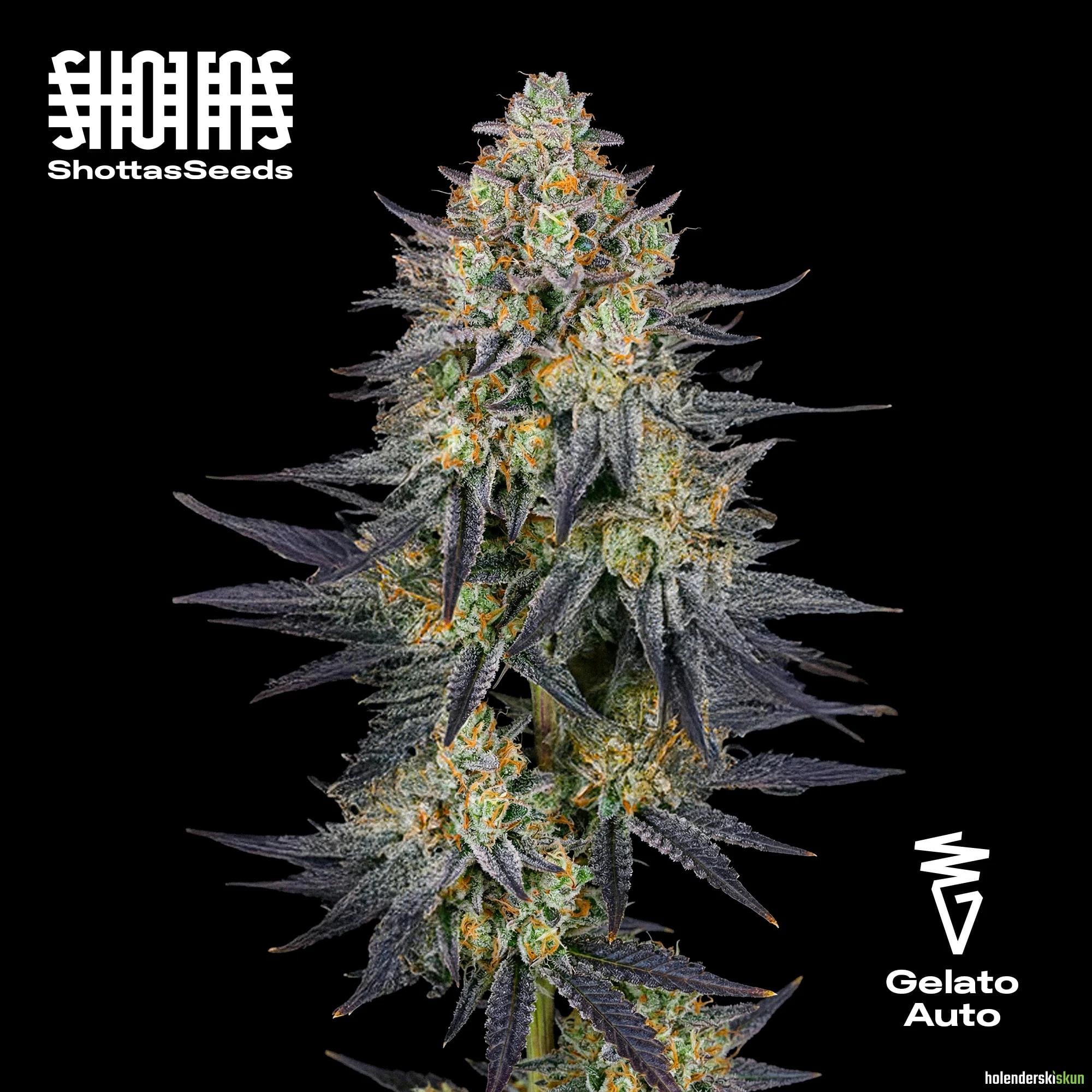 gelato auto