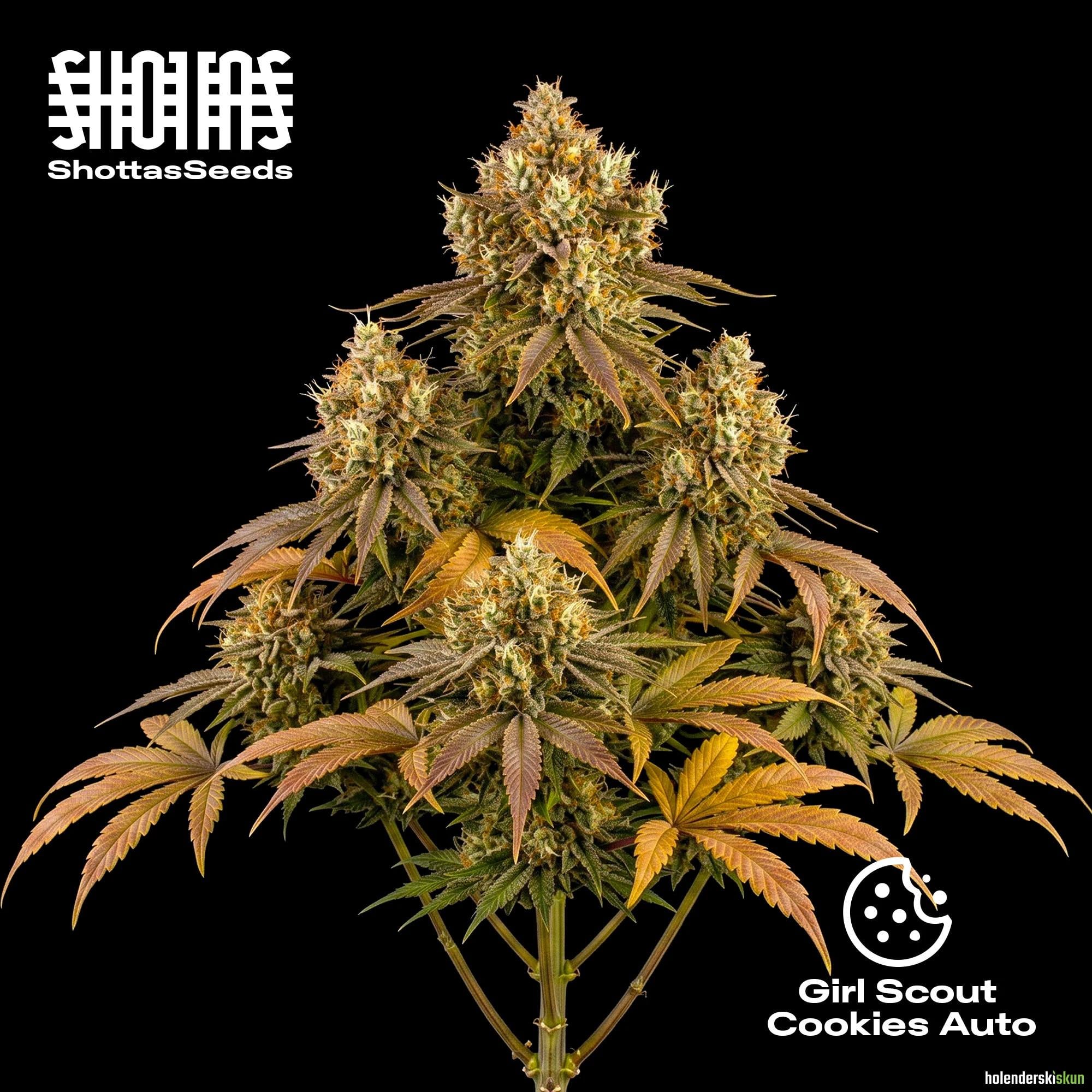 girl scout cookies auto