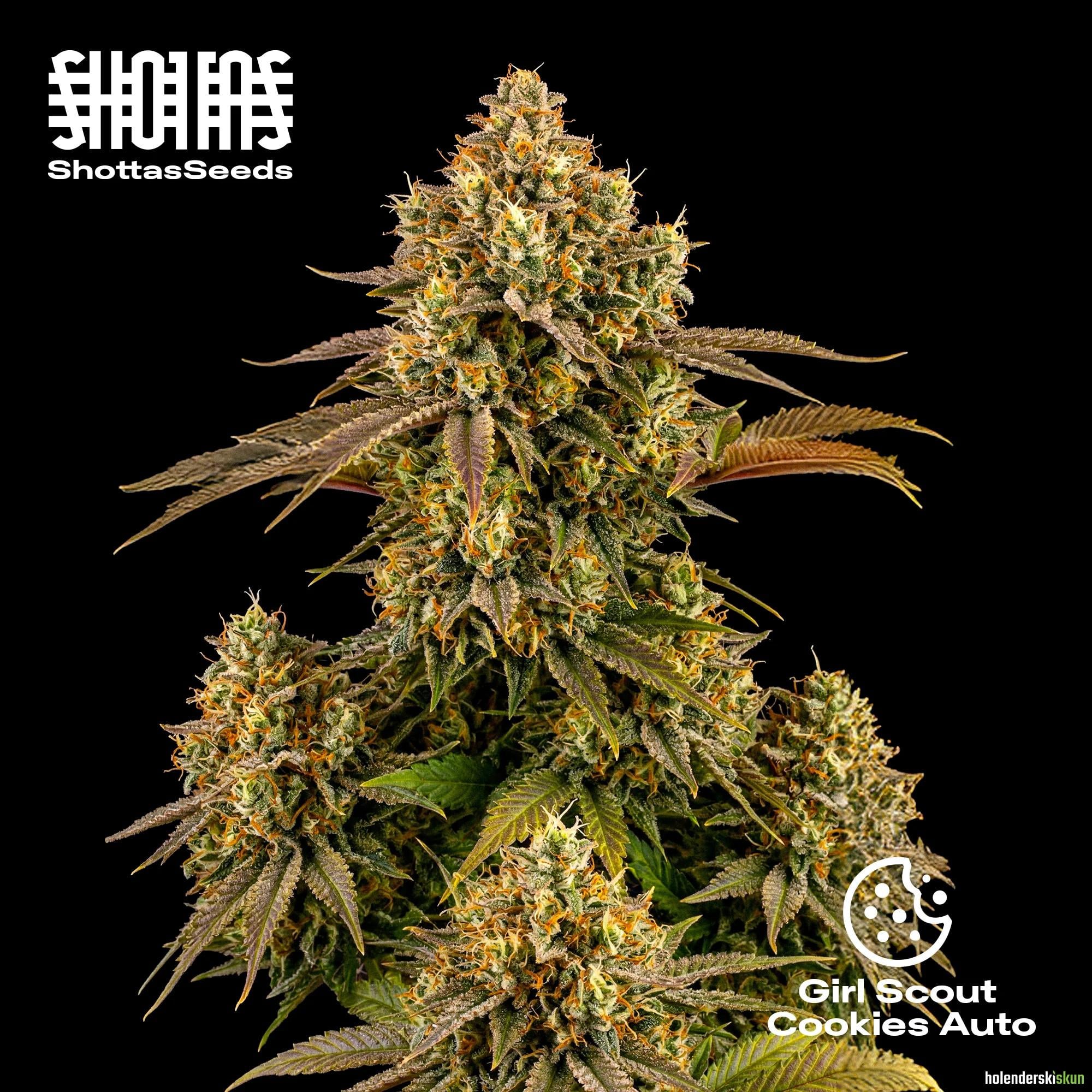 girl scout cookies auto