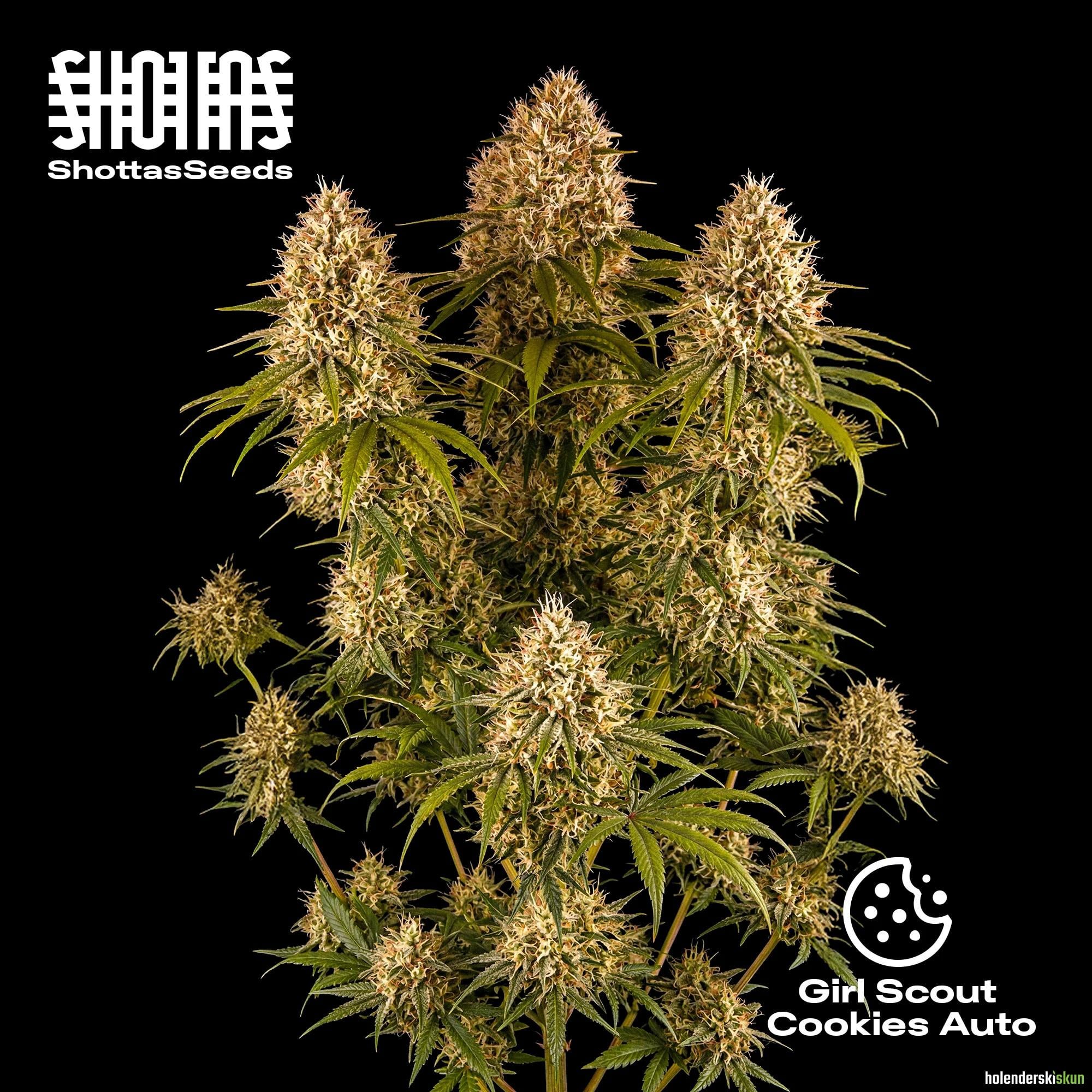 girl scout cookies auto
