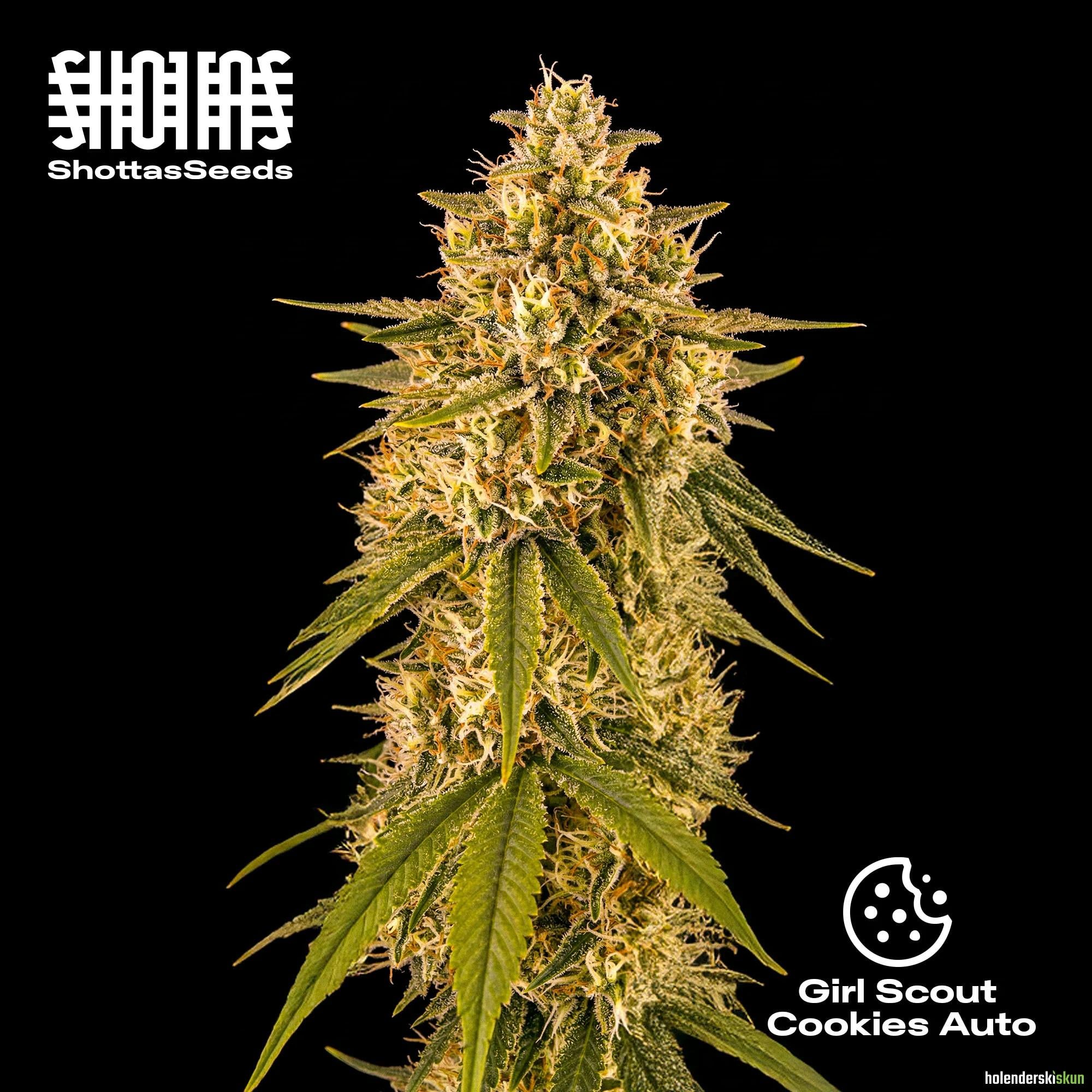 girl scout cookies auto