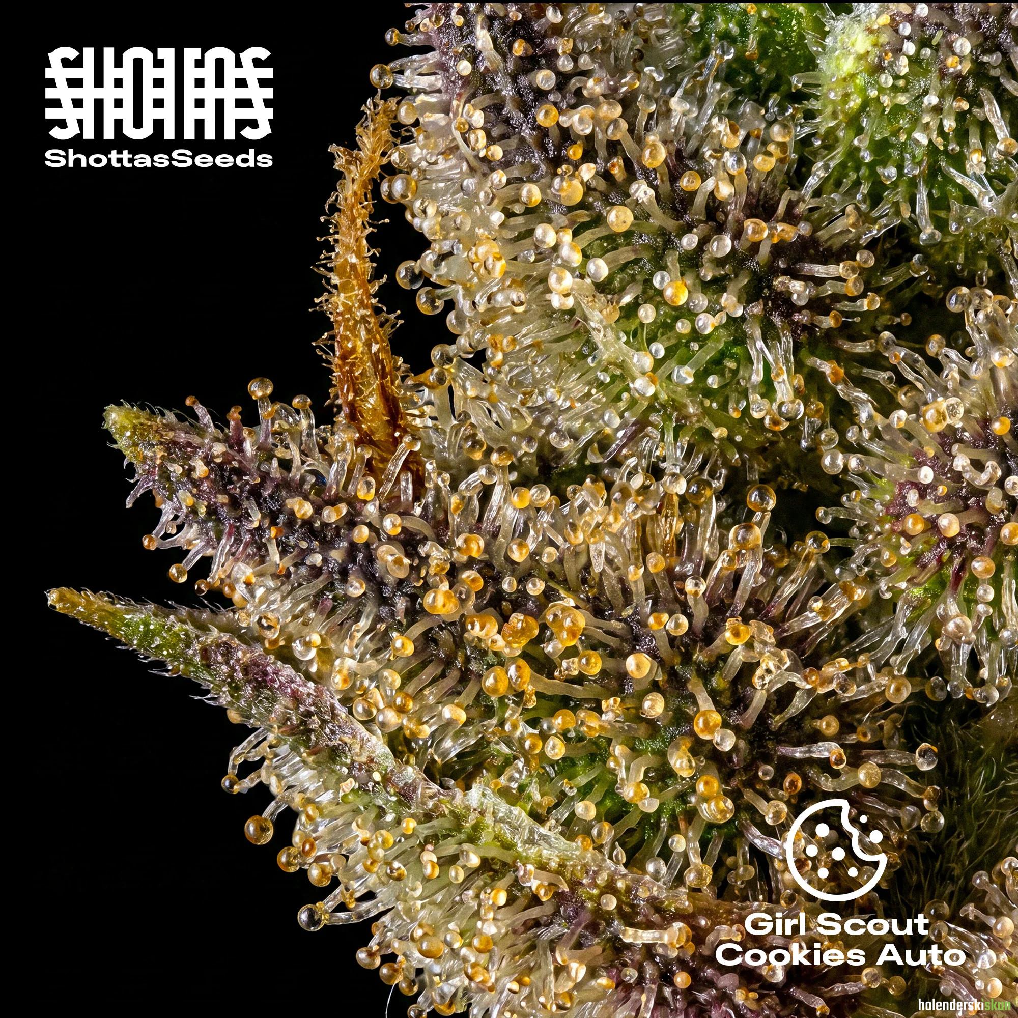 girl scout cookies auto