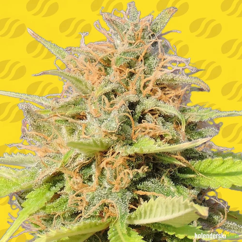 girl scout cookies auto