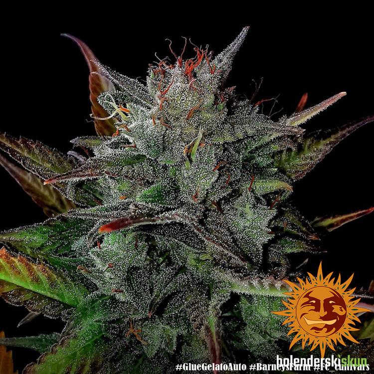glue gelato auto™