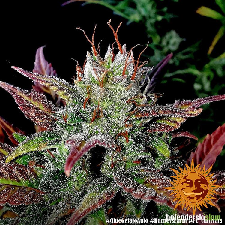 glue gelato auto™