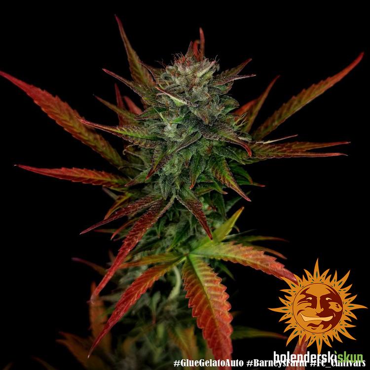 glue gelato auto™