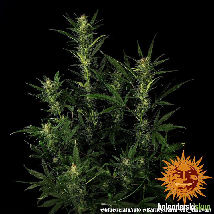 glue gelato auto™