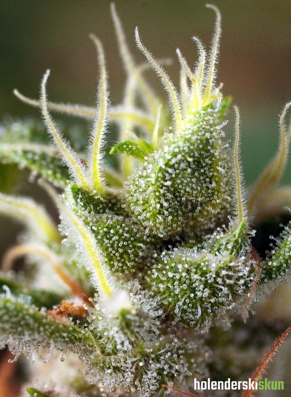 gorilla girl f1 fast version®