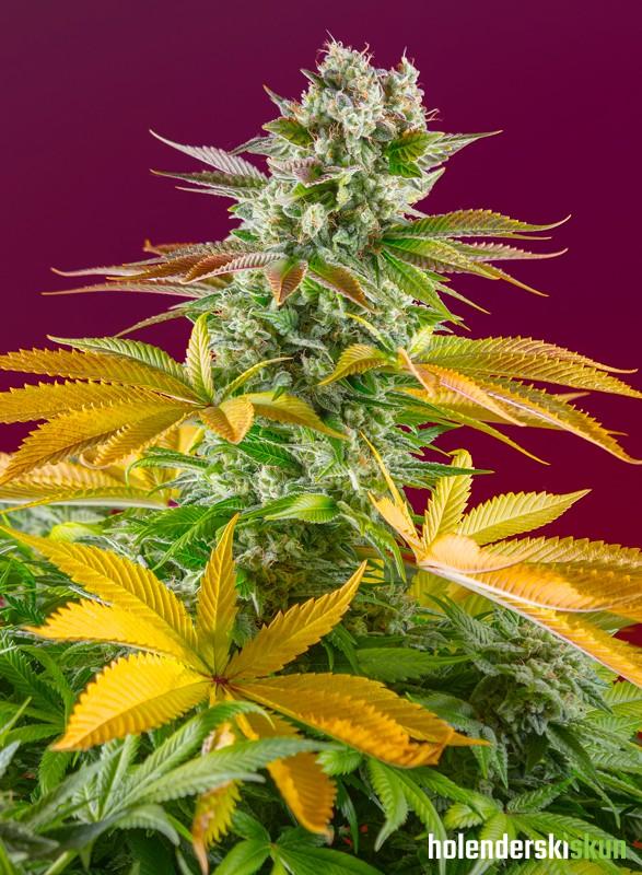 gorilla girl f1 fast version®