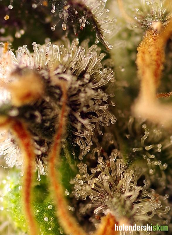 gorilla sherbet f1 fast version®